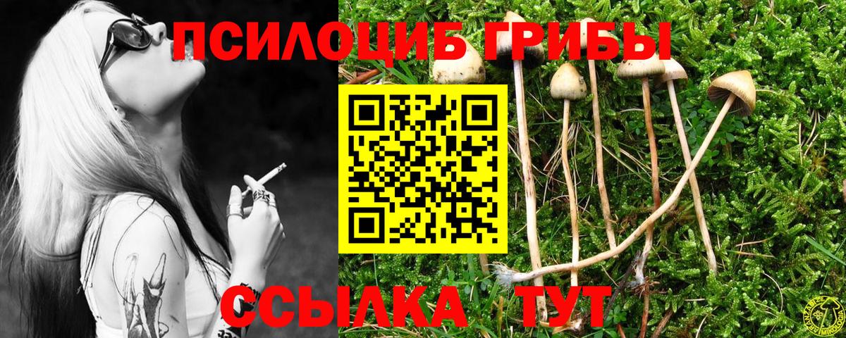Галлюциногенные грибы Psilocybe Муром